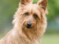 Australian Terrier-Hundezüchter in Gelderland (1. Ergebnis)