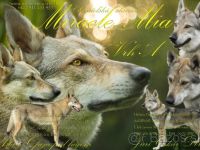 Tschechoslowakischer Wolfshund-Hundezüchter in Slowakei (10. Ergebnis)