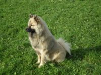Eurasier-Hundezüchter in Slowenien (3. Ergebnis)