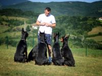 Dobermann-Hundezüchter in Serbien (3. Ergebnis)