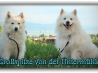 Großspitz-Hundezüchter (6. Ergebnis)