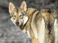 Saarloos-Wolfhund-Hundezüchter (3. Ergebnis)