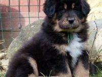 Tibet-Dogge-Hundezüchter in Pilsen (5. Ergebnis)