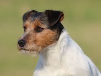 Parson Russell Terrier-Hundezüchter (15. Ergebnis)