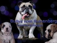 Englische Bulldogge-Hundezüchter in Brandenburg (8. Ergebnis)