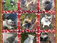 Französische Bulldogge-Hundezüchter in Mecklenburg-Vorpommern (5. Ergebnis)
