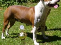 American Staffordshire Terrier-Hundezüchter (6. Ergebnis)