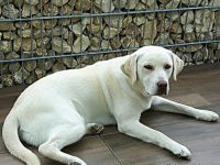 Labrador Retriever-Hundezüchter in Bayern (15. Ergebnis)