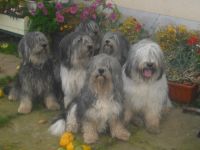 Polnischer Niederungshütehund-Hundezüchter in Thüringen (2. Ergebnis)