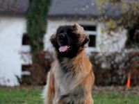 Leonberger-Hundezüchter (5. Ergebnis)