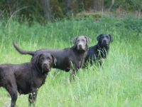 Labrador Retriever-Hundezüchter in Bayern (19. Ergebnis)