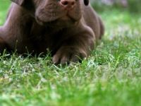 Labrador Retriever-Hundezüchter in Thüringen (2. Ergebnis)