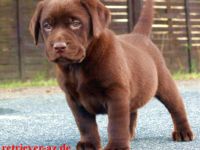 Labrador Retriever-Hundezüchter (11. Ergebnis)