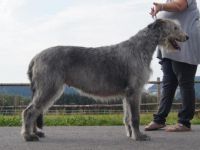 Irish Wolfhound-Hundezüchter in Oberösterreich (8. Ergebnis)