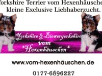 Yorkshire Terrier-Hundezüchter in Rheinland-Pfalz (2. Ergebnis)