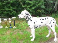 Dalmatiner-Hundezüchter (20. Ergebnis)