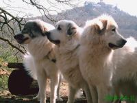 Pyrenäen-Berghund-Hundezüchter (12. Ergebnis)