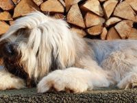 Cão da Serra de Aires-Hundezüchter in Niedersachsen (3. Ergebnis)