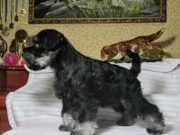 Zwergschnauzer-Hundezüchter in Ukraine (1. Ergebnis)