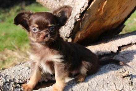 Chihuahua Zwinger Chihuahuas Vom Goldenen Stern Gingen An Der Fils Baden Wurttemberg Snautz De