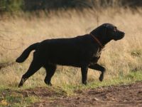 Labrador Retriever-Hundezüchter (3. Ergebnis)