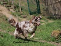 Australian Shepherd-Hundezüchter in Rheinland-Pfalz (6. Ergebnis)