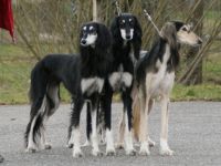 Saluki-Hundezüchter in Rheinland-Pfalz (1. Ergebnis)