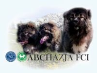 Kaukasischer Schäferhund-Hundezüchter (3. Ergebnis)