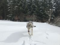 Saarloos-Wolfhund-Hundezüchter (2. Ergebnis)