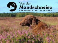 Chesapeake Bay Retriever-Hundezüchter in Hessen (20. Ergebnis)