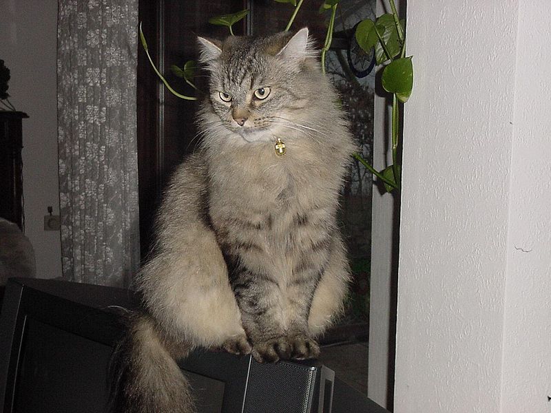 Sibirische Katze (Bild)
