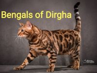 Bengal-Katzenbabys (91. Ergebnis)
