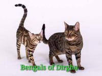 Bengal-Katzenzüchter (5. Ergebnis)