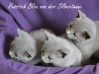 Russisch Blau-Katzenzüchter in Brandenburg (14. Ergebnis)