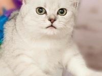 Britisch Kurzhaar-Katzenzüchter in Kleinpolen (1. Ergebnis)