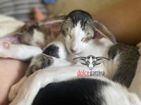 Orientalisch Kurzhaar-Katzenzüchter in Großpolen (1. Ergebnis)