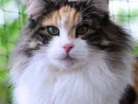 Norwegische Waldkatze-Katzenzüchter in Ungarn (1. Ergebnis)