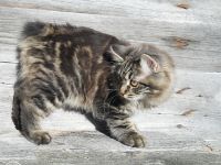 Kurilen Bobtail-Katzenzüchter in Großpolen (3. Ergebnis)