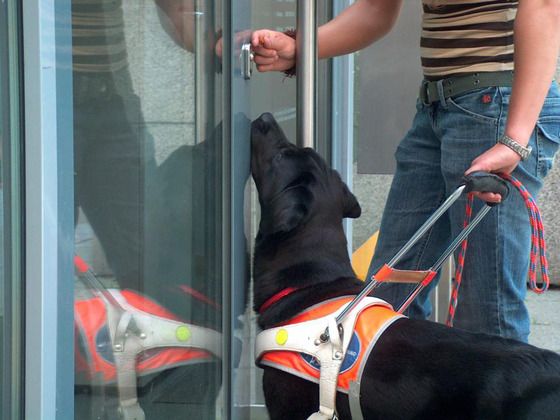 Der Blindenführhund zeigt seinem Halter, dass jetzt eine Tür kommt. (Foto: M. Preiß)