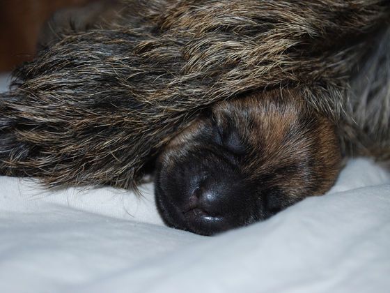 Cairn-Terrier-Welpe 3 Tage alt. (Foto: D. Weber)