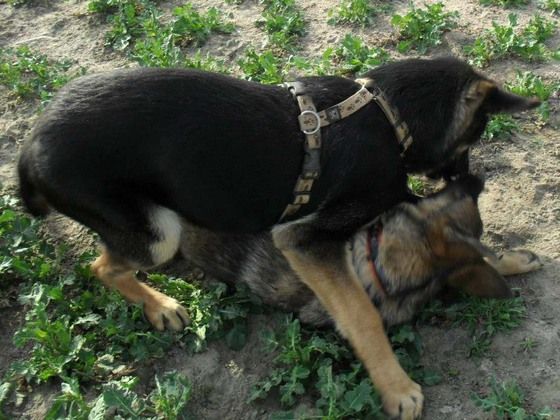Ein Junghund versucht, einen anderen Junghund zu dominieren. (Foto: Snautz.de)