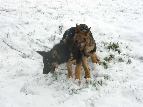 Aus dem Spiel der Junghunde kann Dominanzverhalten werden. (Foto: Snautz.de)