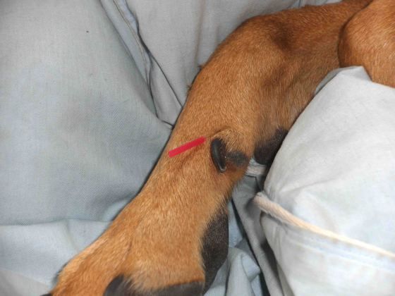 Akupunktur bei einem Hund. (Foto: K. Halba)