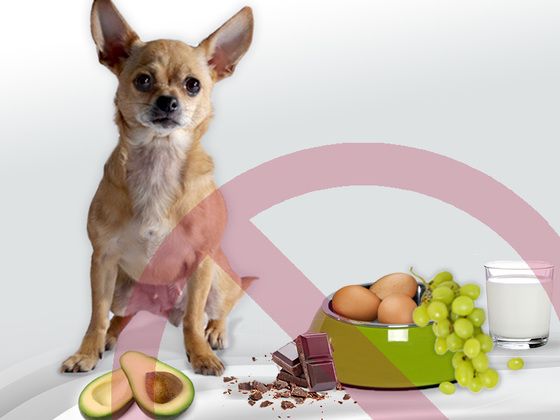 Viele Lebensmittel werden von Hunden nicht vertragen und können in höherer Dosis sogar giftig sein. (Foto: futalis)