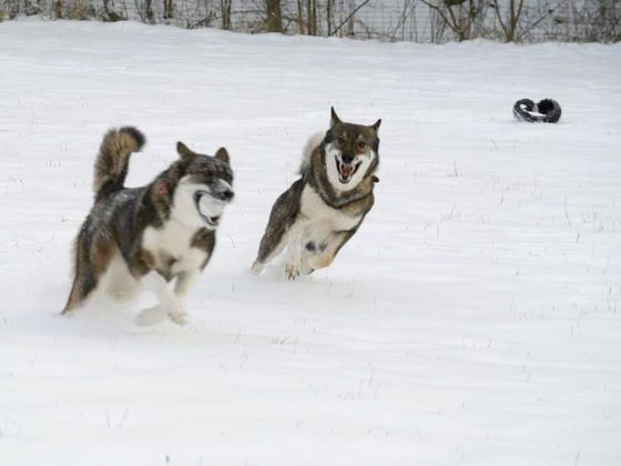 Laiki haben Spaß im Schnee bei perfektem Wetter. (Foto: C. Störzer)