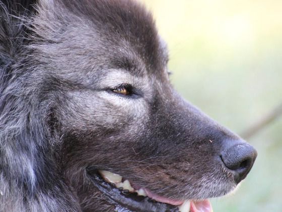 Typische Gesichtszeichnung der Wolfsspitze. Helle Brille und ein dunkler Liedstrich. (Foto: M. Baumbach)