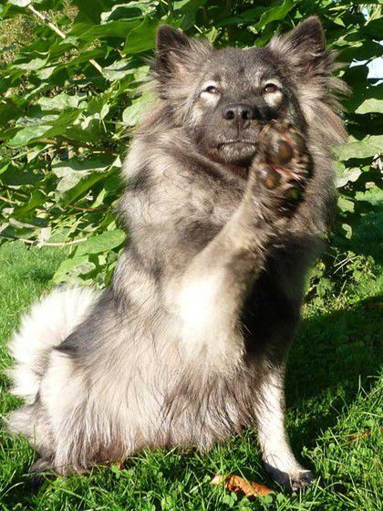 Die Wolfsspitzhündin zeigt das Winken, eine Verhaltensweise, die sie von selber ausführt, ohne dass es ihr antrainiert wurde. (Foto: M. Baumbach)