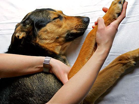 Auch verschiedene Massagetechniken können dem Tier helfen, sich wieder leichter bewegen zu können. (Foto: N. Reckinger)