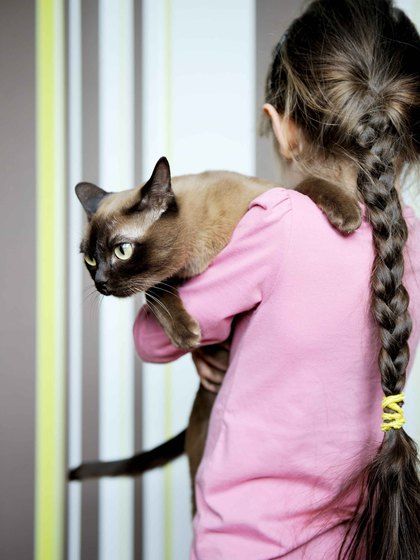 Falls Sie Kinder haben, sollten Sie versuchen vor dem Kauf der Katze herauszufinden, was die Fellnase von Kindern hält. (Foto: © Alinute  - Fotolia.com, #39868422)