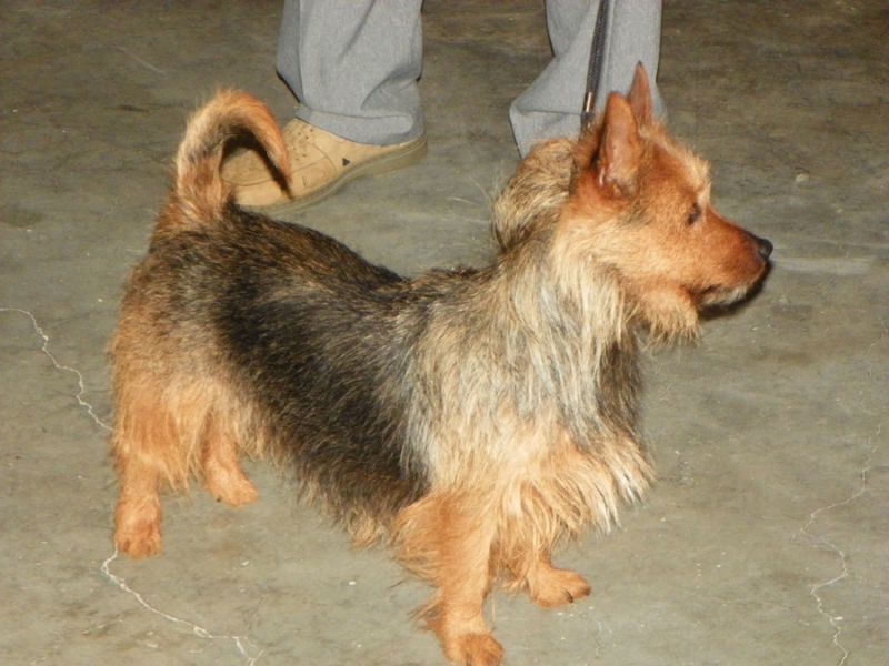  Australian Terrier Josephine. (Foto: I. Höhne)